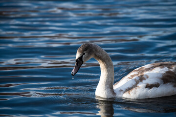 Close up young swan portrait grey nature spring birds wild life