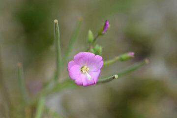 Obraz premium Great hairy willowherb