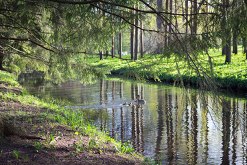 Fish channel in Catherine Park, where a duck with ducklings swims, trees are planted on both sides,...