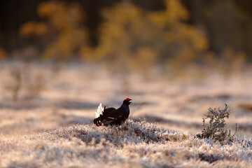 Sweden wildlife. Black grouse on the pine tree. Nice bird Grouse, Tetrao tetrix, in marshland, Polalnd. Spring mating season in the nature. Wildlife scene from north Europe. Black bird with red crest