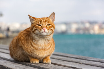 Naklejka na ściany i meble A red cat sits on the background of the sea and looks directly into the camera. A beautiful tabby cat with surprised eyes. Portrait of a young red kitten on the background of the city.