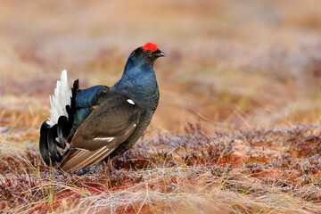 Sweden wildlife. Black grouse on the pine tree. Nice bird Grouse, Tetrao tetrix, in marshland, Polalnd. Spring mating season in the nature. Wildlife scene from north Europe. Black bird with red crest