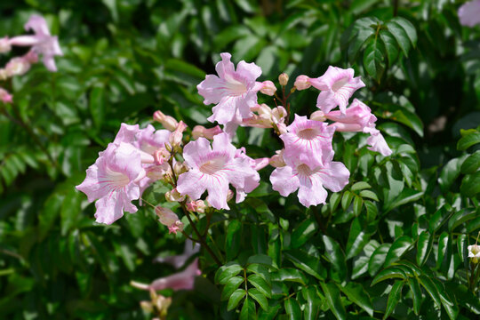 Pink trumpet vine
