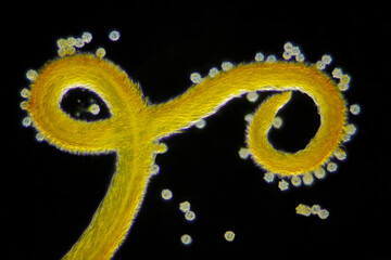 Microscopic view of a Meadow goat's-beard (Tragopogon pratensis) flower stigma detail and pollen...