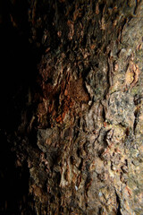 Nature, Texture of bark with black background