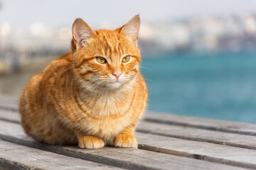 Naklejka na ściany i meble A red cat sits on the background of the sea and looks away. A beautiful tabby cat with surprised eyes. Portrait of a young red kitten on the background of the city. Space for text