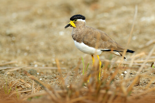 Yellow-wattled lapwing, Vanellus malabaricus, bird that endemic to the Indian Subcontinent. Lapwing in the grass near the water, Yala NP, Sri Lanka, Asia. Wildlife nature.