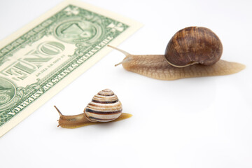 snails run to the finish line with money. breakthrough and perseverance in the business. business relationship competition metaphor.