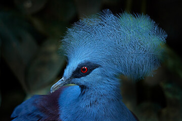Big blue pigeon. Western crowned pigeon, Goura cristata, detail portrait in e lowland rainforests of New Guinea, Asia. Blue bird with red eye, dark forest in the background, close-up. Wildlife nature.