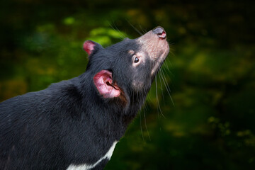 Tasmanian devil, Sarcophilus harrisii, carnivorous marsupial in the nature habitat. Rare animal...
