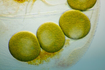 Microscopic view of a water flea parthenogenetic eggs inside shell (carapace). Brightfield...