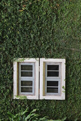 Vintage Building , old window , White Frame with  Green ivy