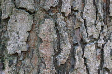 Texture and Pattern of Tree's Bark