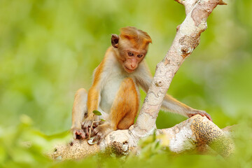 Toque macaque, Macaca sinica, monkey with evening sun. Macaque in nature habitat, Wilpattu NP, Sri Lanka. Wildlife scene from Asia. Beautiful forest in background.