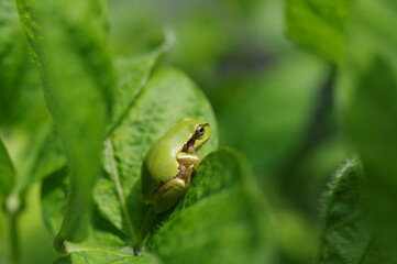 葉の上のアマガエル