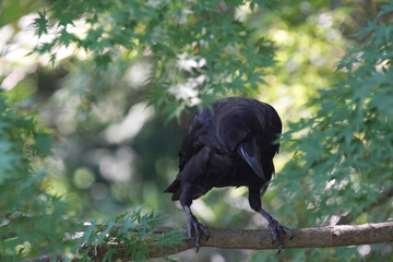 crow on branch