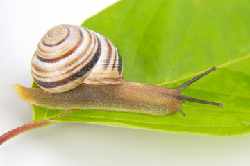 Helix pomatia. grape snail crawling on green leaves. mollusc and invertebrate. delicacy meat and gourmet food