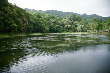Fototapeta na wymiar Lake on jungle forest