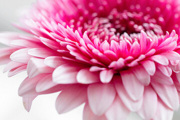 Pink gerbera flower close up. Front view. 