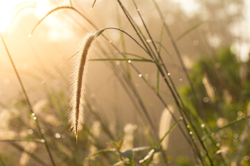 Wild grass or plant with morning sunlight.