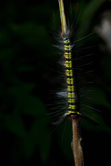 caterpillar fur with black and green stripes and white fur
