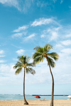 ハワイ・ワイキキビーチの青空とヤシの木