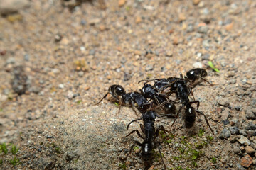 Black garden ant activity. Also known as the common black ant. These insects usually live in colonies. 