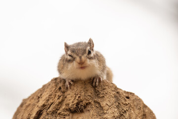 カメラ目線のシマリス