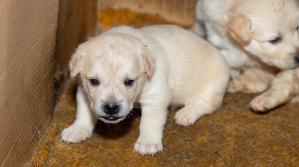 Young dogs. Small puppies get to know the world around them.
