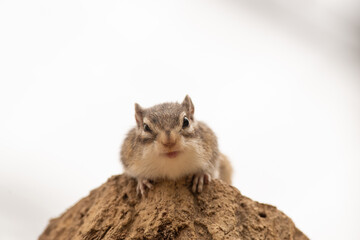カメラ目線のシマリス