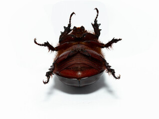 European rhinoceros beetle (Oryctes nasicornis) is a large flying beetle belonging to the subfamily...
