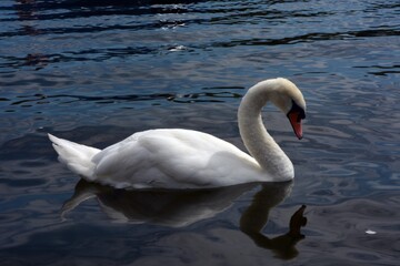 swan on the lake