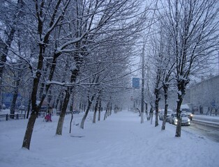 Snow on trees. Street in snow. Cloudy day