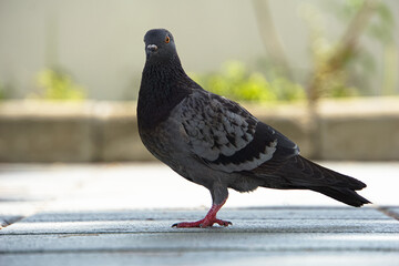 The pigeon looked at me.  Symbol of peace. 