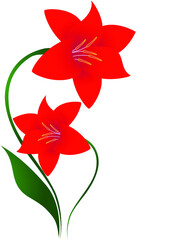 Red lily on a white background.