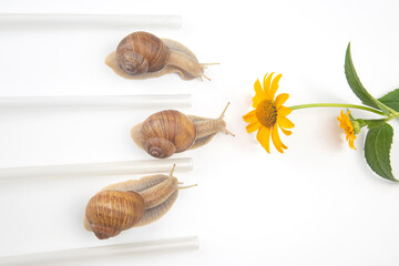 Helix pomatia. snails compete to reach the yellow flower. mollusc and invertebrate. delicacy meat and gourmet food.