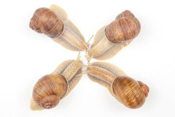 Helix pomatia. grape snail on a white background. mollusc and invertebrate. gourmet protein meat food. communication of the individual in society