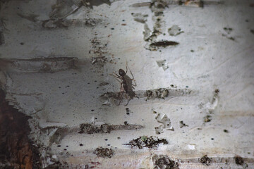 ant and its shadow on a white birch trough