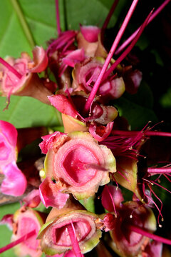 Its common names include red watery rose apple flower