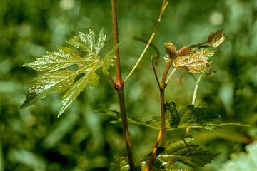 Vine with fresh fluffy young grape leaves