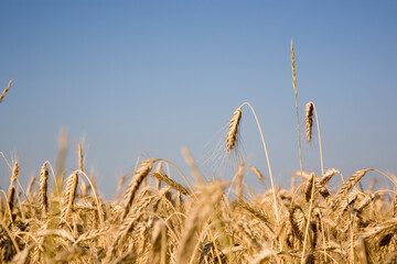 Landwirtschaft: Gerstenfeld