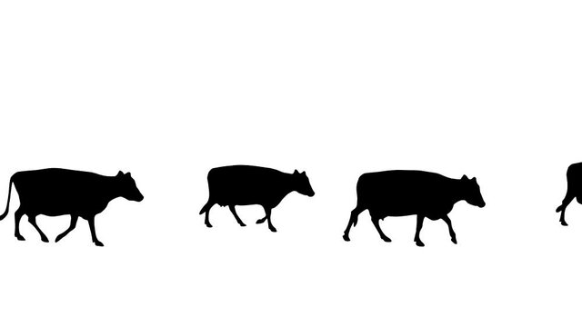 Herd of cows: animation with silhouettes of walking caws on the white background