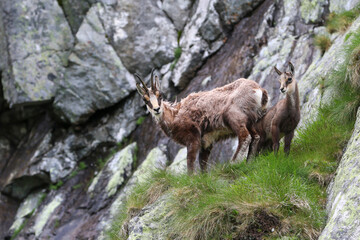 The family Tatra Chamois (Rupicapra rupicapra tatrica) in the mountains in the natural environment of the High Tatras, Slovakia, Eastern Europe.