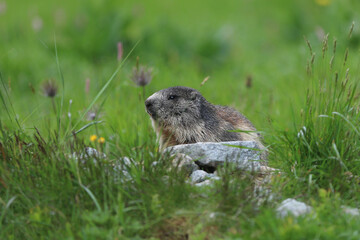 Naklejka na ściany i meble Close-up of young Marmot (marmota marmota) on beautiful alpine meadow
