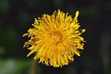 bright yellow dandelion flower close up