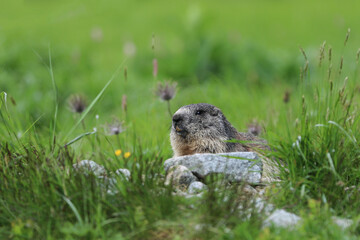 Naklejka na ściany i meble Close-up of young Marmot (marmota marmota) on beautiful alpine meadow