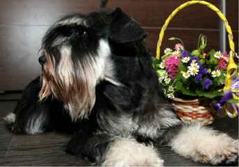 miniature schnauzer puppy with flower