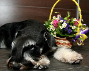 puppy with flowers