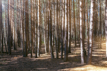 Pine forest early morning with sun rays.