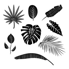Tropical leaves set. Black and white. Vector illustration